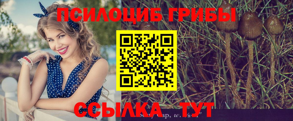 купить наркоту  Галлюциногенные грибы MAGIC MUSHROOMS  Галлюциногенные грибы Cubensis  Вход с VPN  Кинешма 